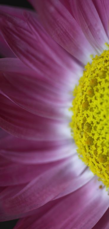 Macro section of a brilliant pink and yellow flower in the botanical gardens Canberra ACT, Australia